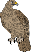 Birds of Prey Clipart image: Small Cape Eagle