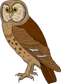 Birds of Prey Clipart image: Little Owl of Europe