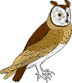 Birds of Prey Clipart image: Long-Eared Owl