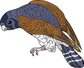 Birds of Prey Clipart image: Lesser Kestrel Falcon
