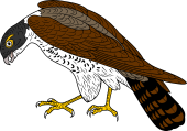 Birds of Prey Clipart image: Hobby Falcon