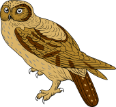 Birds of Prey Clipart image: Tengmalm's or Boreal Owl
