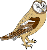 Birds of Prey Clipart image: Barn Owl (Yellow)
