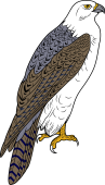 Birds of Prey Clipart image: Gyrfalcon