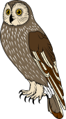Birds of Prey Clipart image: Short Eared Owl (Female)