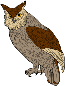 Birds of Prey Clipart image: Young Horned Owl
