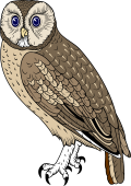 Birds of Prey Clipart image: Tawny Owl