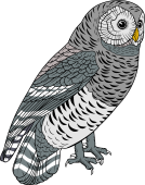 Birds of Prey Clipart image: Barred Owl
