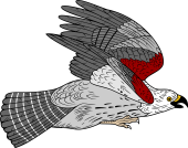Birds of Prey Clipart image: Red-Shouldered Hawk