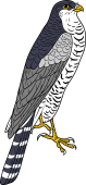 Birds of Prey Clipart image: Sparrow Hawk