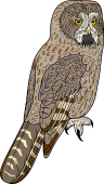 Birds of Prey Clipart image: Ural Owl