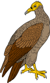 Birds of Prey Clipart image: Egyptian Vulture