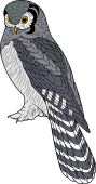 Birds of Prey Clipart image: Northern Hawk Owl