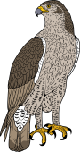 Birds of Prey Clipart image: Bonelli's Eagle
