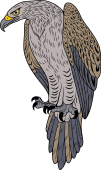 Birds of Prey Clipart image: Wedge Tailed Eagle