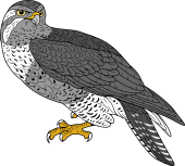 Birds of Prey Clipart image: European Buzzard