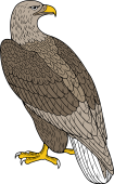 Birds of Prey Clipart image: Erne Eagle