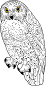 Birds of Prey Clipart image: Snowy Owl or Great White