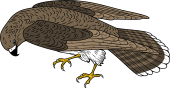 Birds of Prey Clipart image: Kestrel Falcon
