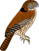 Birds of Prey Clipart image: Pigmy Owl