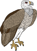 Birds of Prey Clipart image: Sociable Vulture