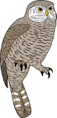 Birds of Prey Clipart image: The Canada Owl