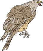 Birds of Prey Clipart image: India Hawk