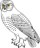 Birds of Prey Clipart image: Snowy Owl