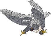 Birds of Prey Clipart image: American Marsch Hawk (Attacking)