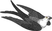 Birds of Prey Clipart image: Swallow-Tailed Kite