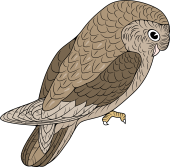 Birds of Prey Clipart image: Spotted Owl-in Profile (Australia)