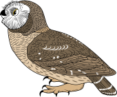 Birds of Prey Clipart image: Little Night Owl