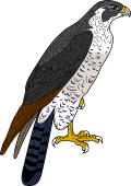 Birds of Prey Clipart image: Peregrine Falcon