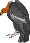 Birds of Prey Clipart image: California Condor