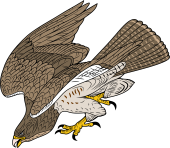 Birds of Prey Clipart image: Common Buzzard (of Europe)