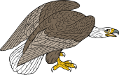 Birds of Prey Clipart image: Scottish Sea Eagle
